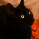 blackcatautumn avatar