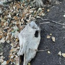 blackcatbeest avatar