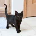 blackcatbestie avatar