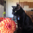 blackcatbooks-blog avatar