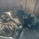 blackcatcuddles avatar