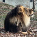 blackcatnlesbian avatar