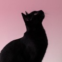 blackcatpink avatar