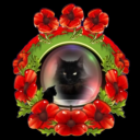 blackcats2015 avatar