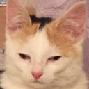 blackcattango avatar