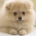 blackcherryseltzer avatar