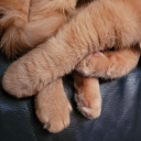 blackchocolatecats avatar