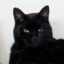 blackdemontiger avatar