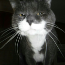 blackdogacres avatar