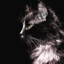 blackenwhitecat avatar