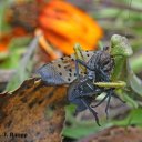 blackeyed-daisy avatar