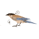 blackfinchart avatar