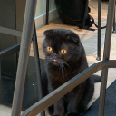 blackforestbee avatar