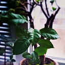 blackfoxandwolf avatar