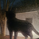 blackfoxsposts avatar