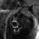 blackheartedbastard avatar