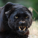 blackhosepanther avatar