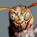 blackielawlessblackie avatar