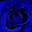 blackisthecloseoflife avatar