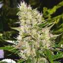 blackleaf98-blog avatar