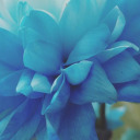 blackorphanwolfteen avatar