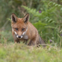 blackoutfeverdream avatar