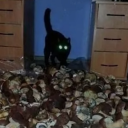 blackpawsstim avatar