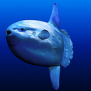 blackpearlmeh avatar