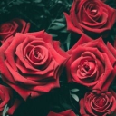 blackredrose27 avatar