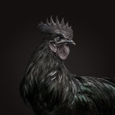 blackrooster8 avatar