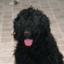 blackrussianterrier avatar