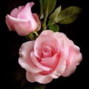 blacksea52blogs avatar