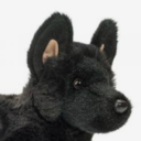 blackshuckpup avatar