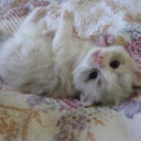 blacksobranie avatar