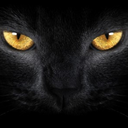 blacktailcat avatar