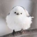 blacktea-latte avatar