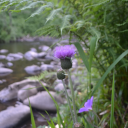 blackthistlecollective avatar