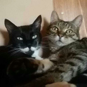 blackumbrazozzino avatar