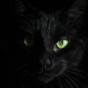 blackunicat avatar