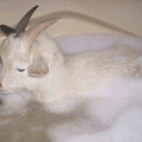 blackunicorn1517 avatar