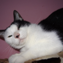 blackwhitecat avatar