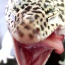 bladeofthebookworms avatar