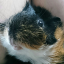 blaireblackcat avatar