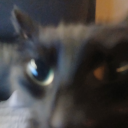 blak-cat-puss avatar