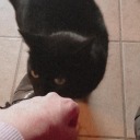 blank-alignement-charts avatar