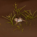 blanket-goblin avatar