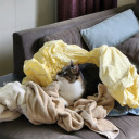 blanketcat31 avatar
