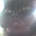 blastedlibrarian avatar