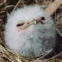 blastflyrant-blog avatar