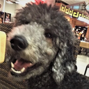 blatantfanservicelover avatar